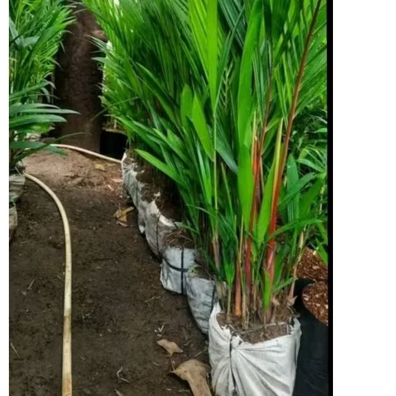 TANAMAN PALEM MERAH ASLI UKURAN BESAR TINGGI 2 METER