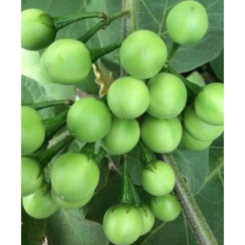 

1 KG PROMO Buah Tekokak Cepokak Takokak Petik Langsung