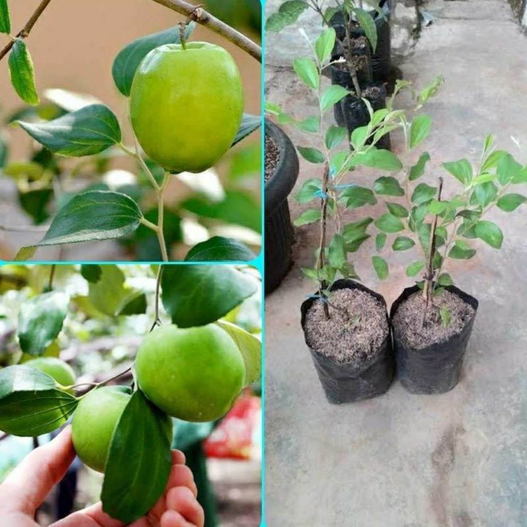 Bibit Apel Futsa/Apel India Sudah Berbuah dan Berbunga