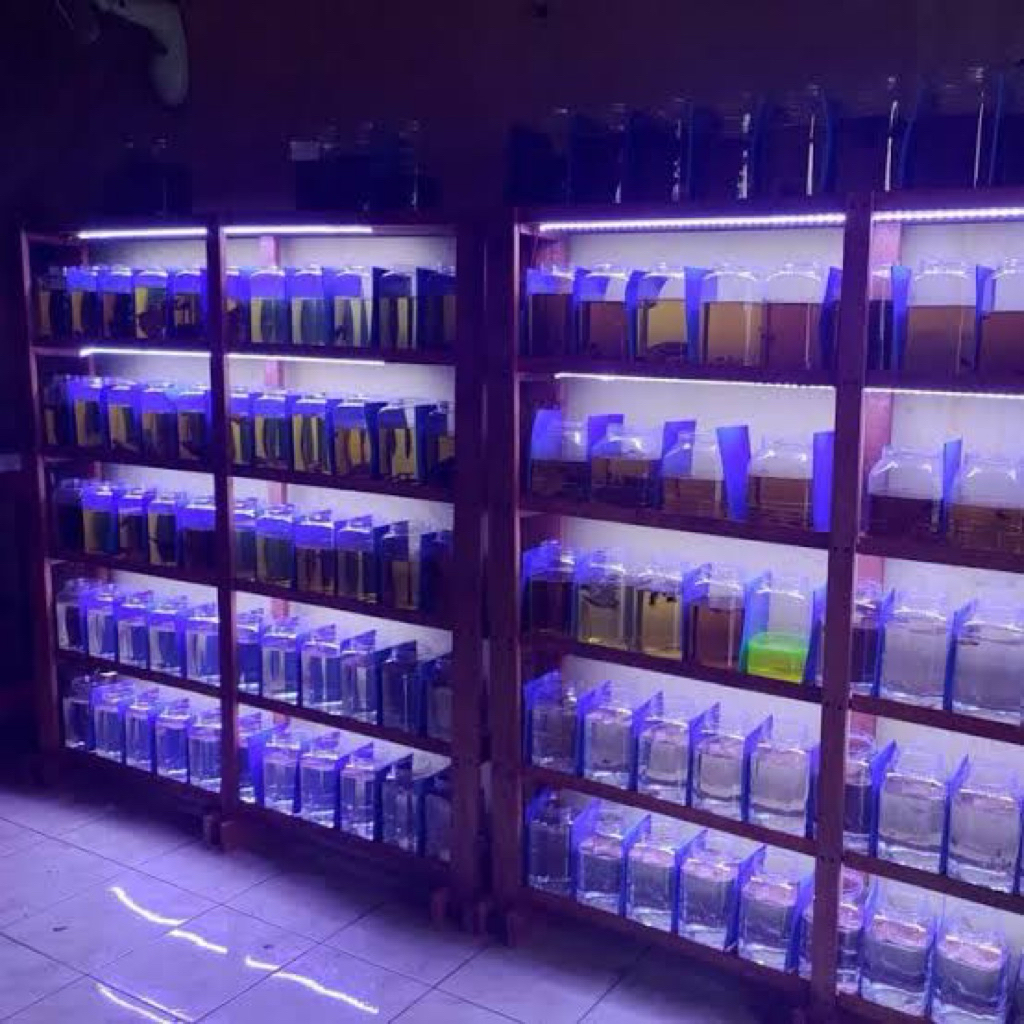 co totalan live tktk alat alat ikan cupang