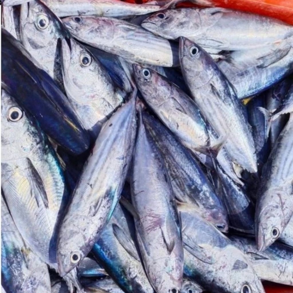 

Kode J. Ikan Cakalang Beku Segar 1 Kg Tanpa Pengawet