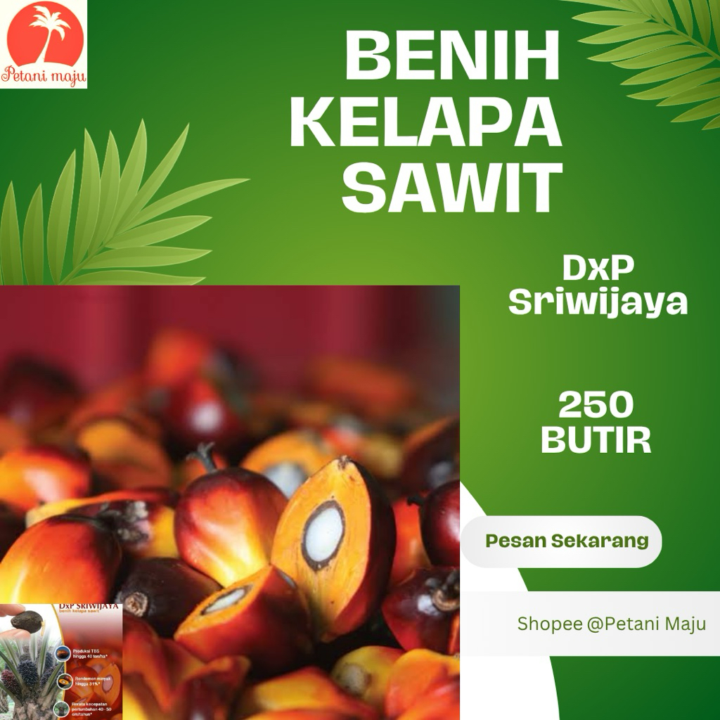 SAWIT BIBIT DxP SRIWIJAYA KUALITAS UNGGULAN