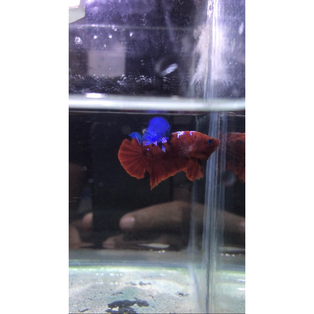 Ikan Cupang Plakat Koi