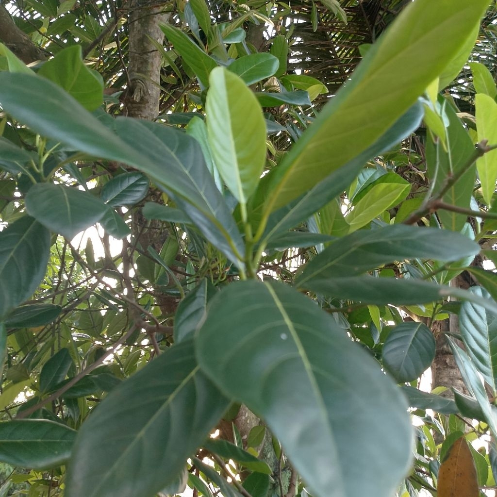 

daun nangka harga perlembar daun