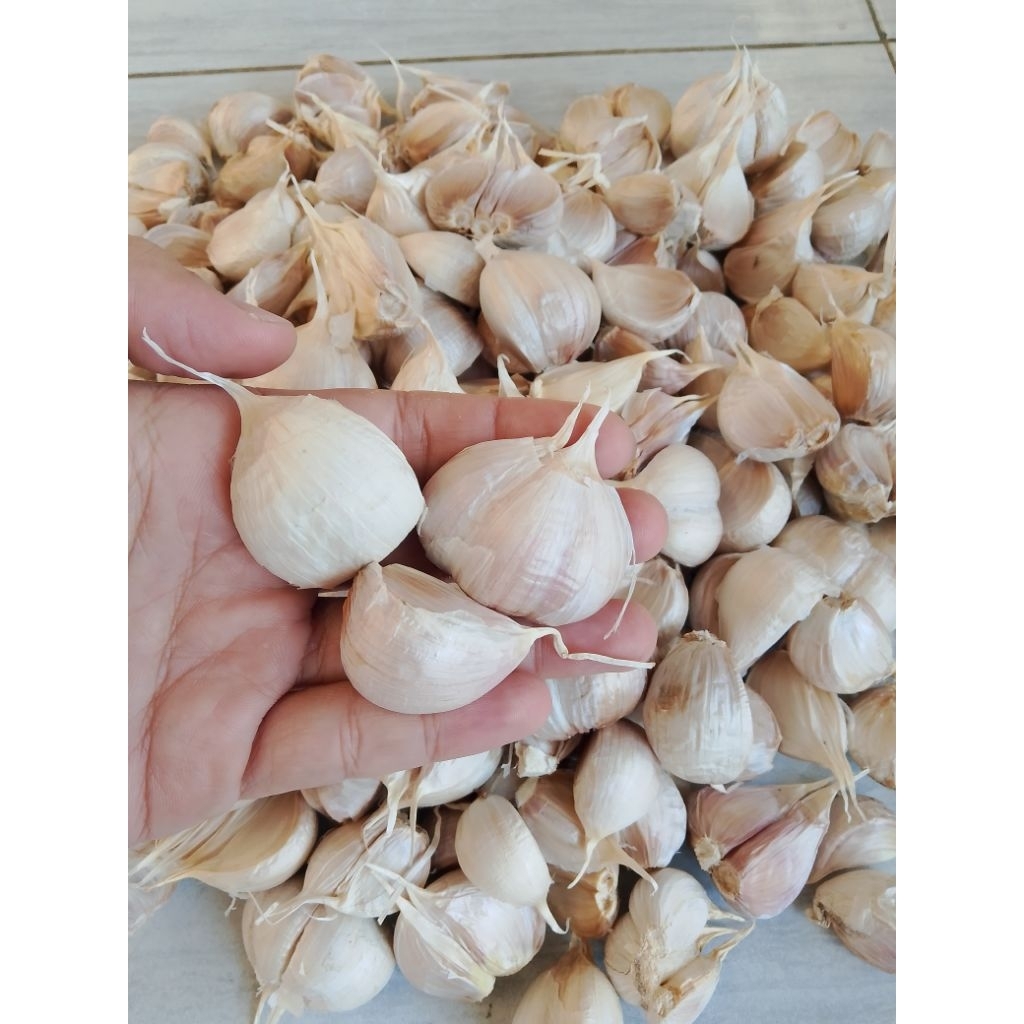 

Bawang putih Kating Royal Phoenix Bersih