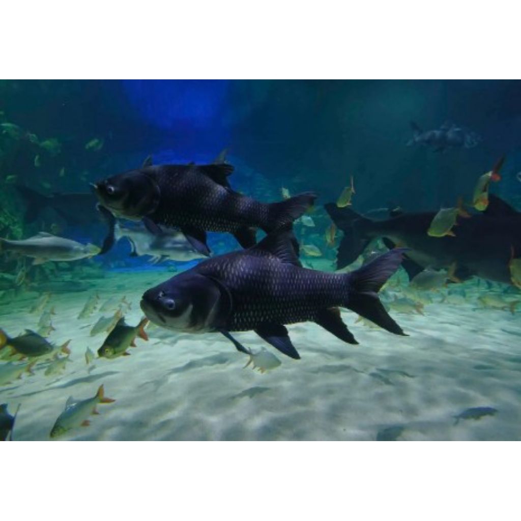 Giant Mekong Barb / Giant Barb / Hiasan Aquarium / Hiasan Aquascape / Pelengkap Aquarium / Pelengkap