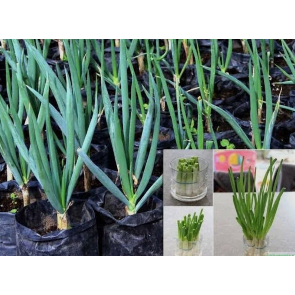 

BAWANG DAUN 13 PCS,. KUALITAS TERBAIK BARU PETIK #ORGANIK