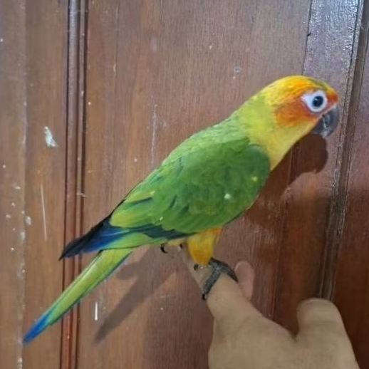 Sun conure remaja jinak