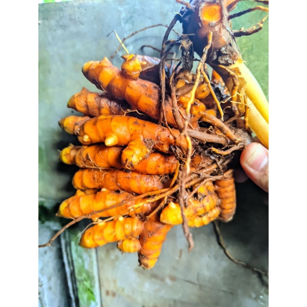 

kunyit segar 250 gram 2000 atau 500 gram 3000