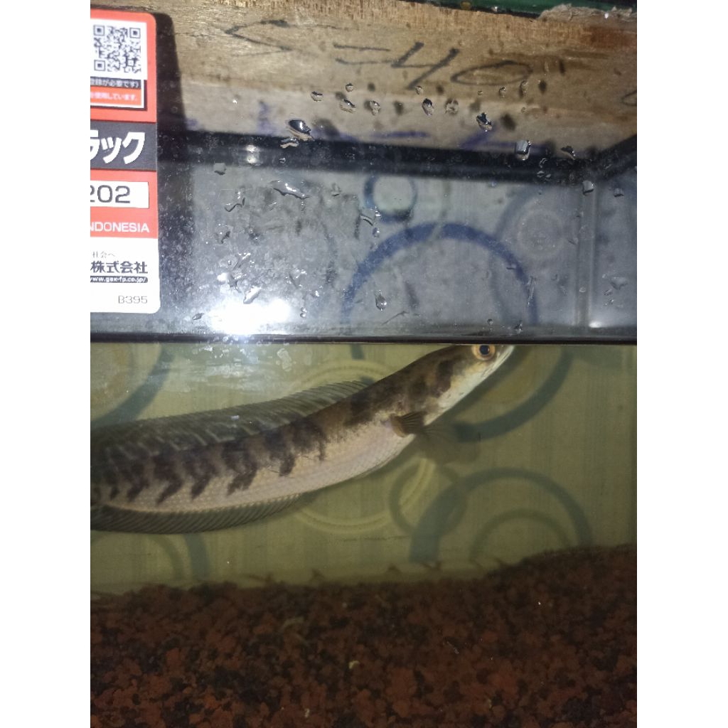 ikan chana ys maru real