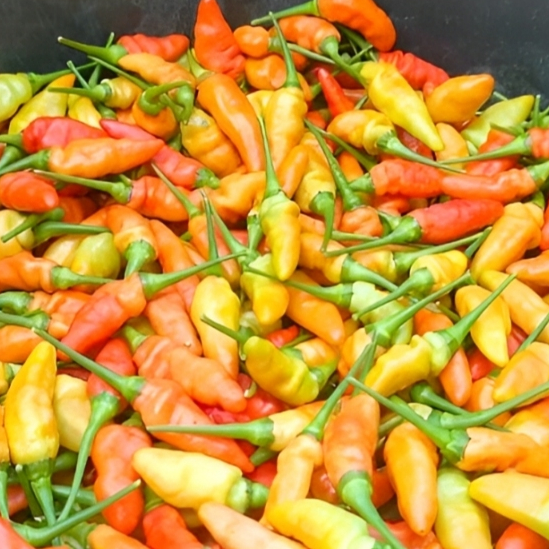 

Cabe Rawit Merah Segar 500 gram