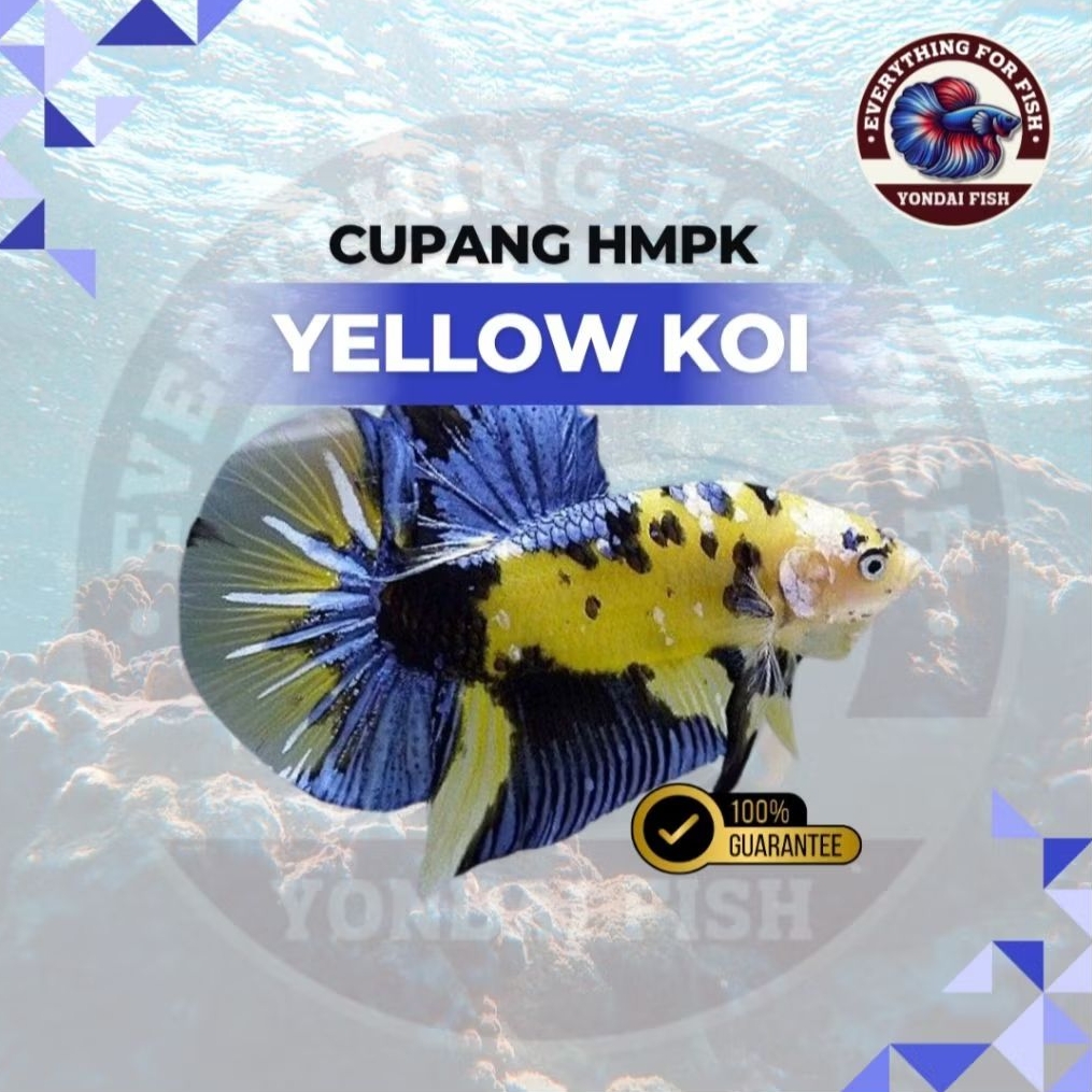 [HMPK] Cupang Halfmoon Plakat Yellow Koi | TOP GRADE | TOP YELLOW | REAL PICT
