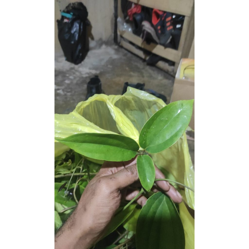 

daun bungkus biak serui papua
