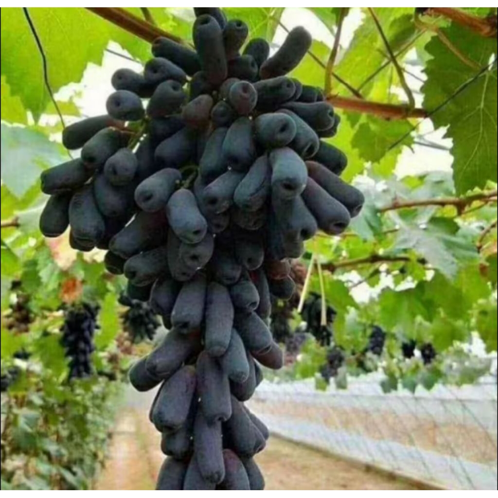 POHON BUAH ANGGUR IMPORT MOONDROP ASLI / BIBIT TANAMAN BUAH ANGGUR IMPORT MOONDROP