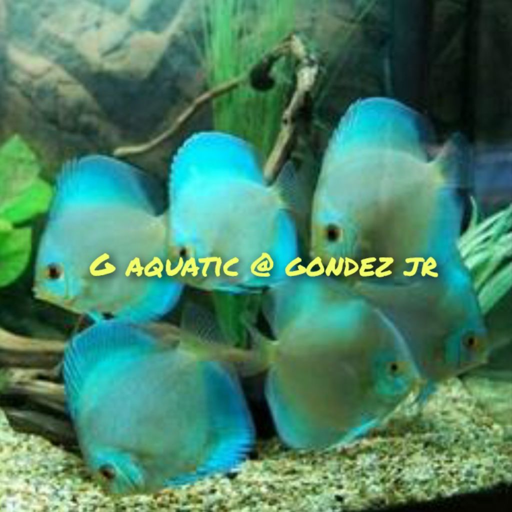 ikan discus blue diamond size 7cm