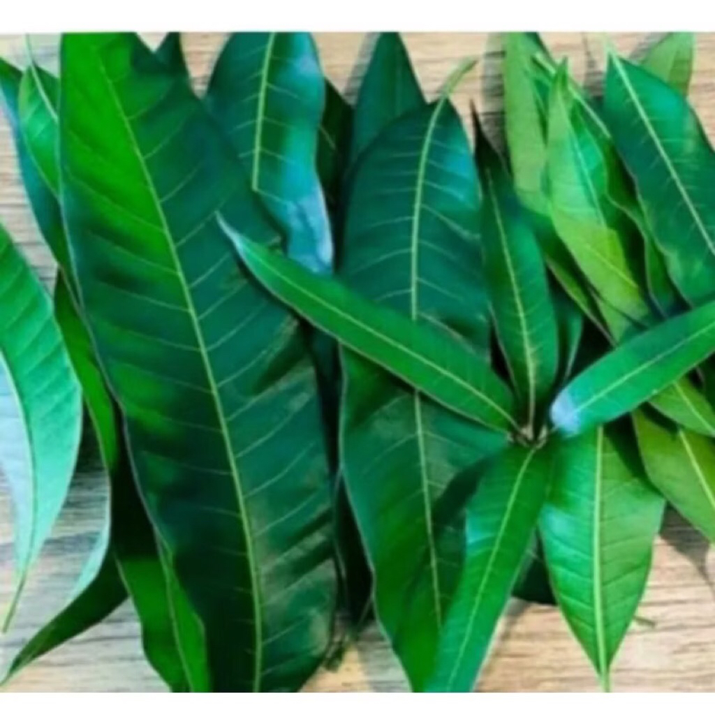 

Daun Mangga Segar obat herbal