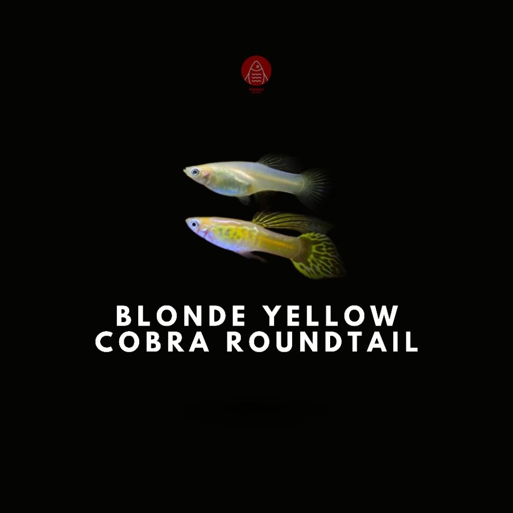 

Blonde Yellow Cobra Round Tail