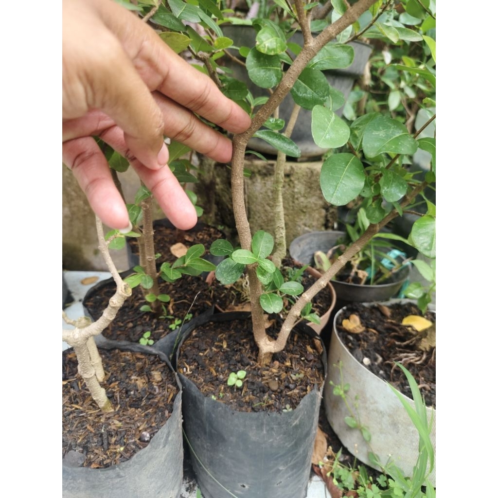 bibit cherry barbados/sianci