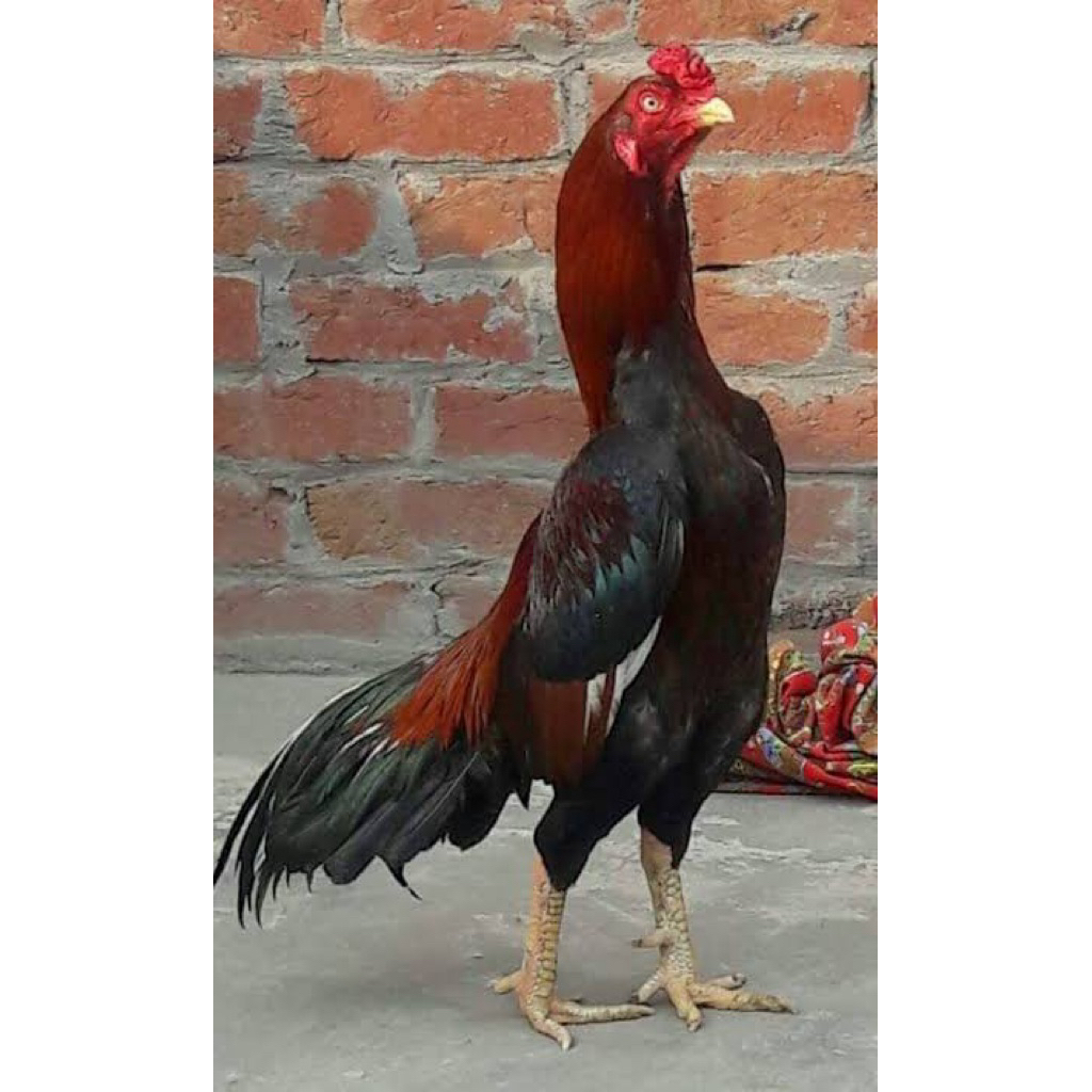 

TELUR FERTIL AYAM AK X BK SUPER UNTUK DI TETASKAN