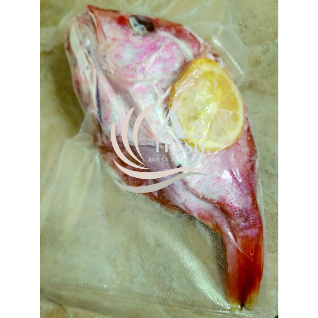 

Ikan Kakap Merah Segar 250 gr