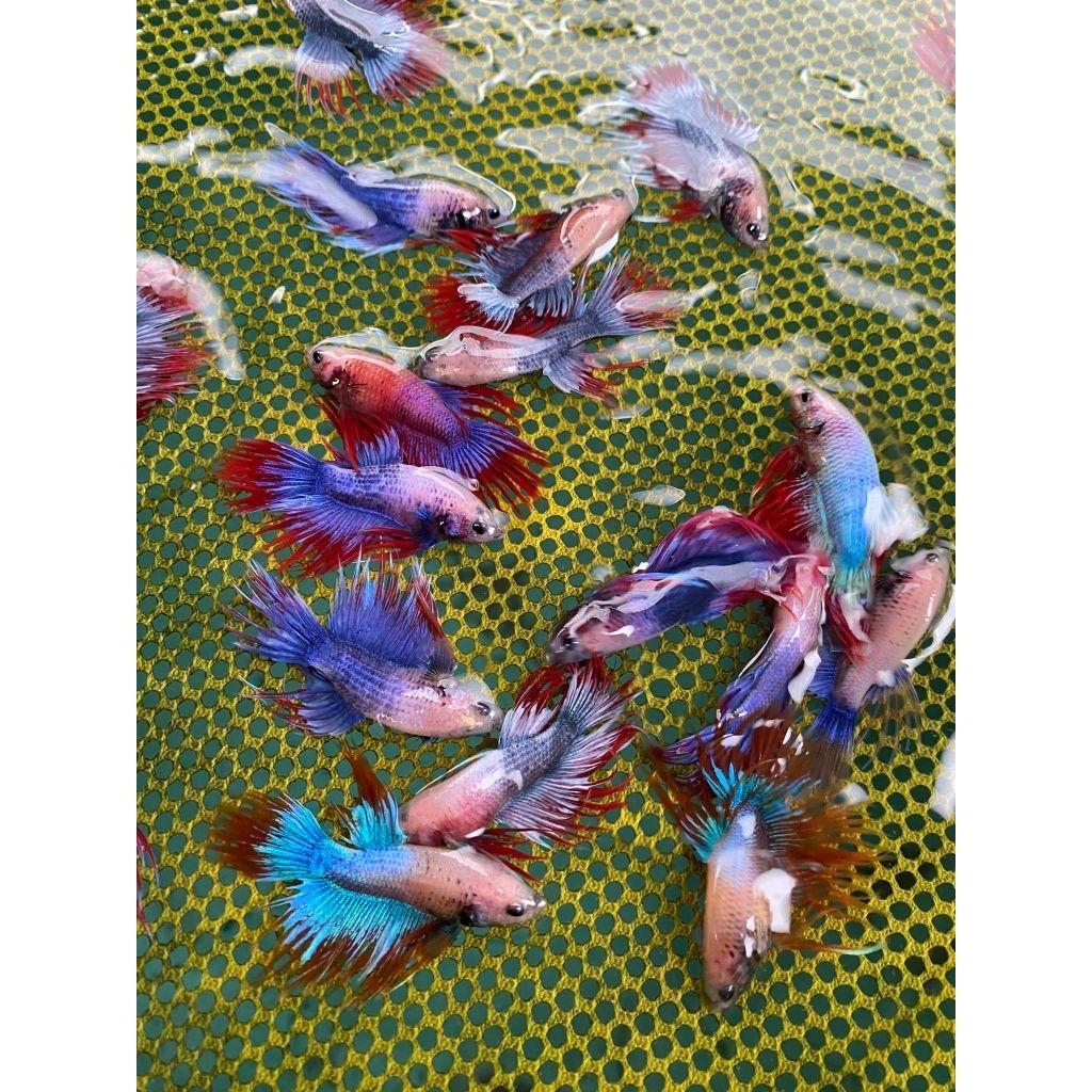 Grosir Cupang Serit Crowntail Isi 30