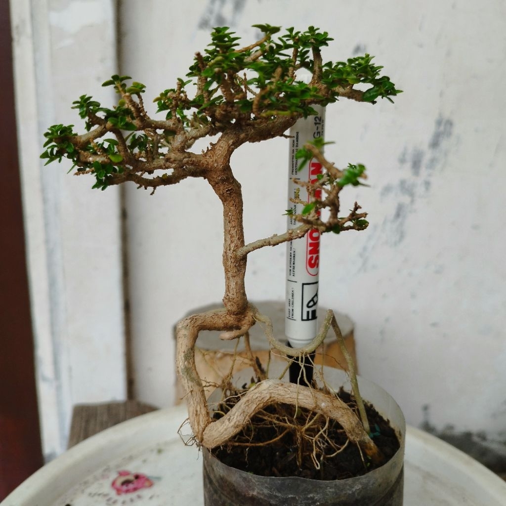 Bonsai Sancang Mame