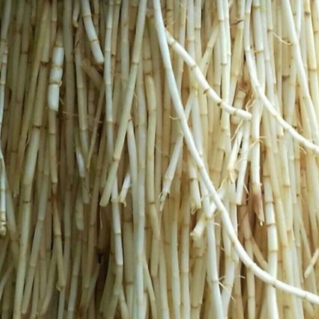 

Promo akar Alang Alang segar herbal 1 kg