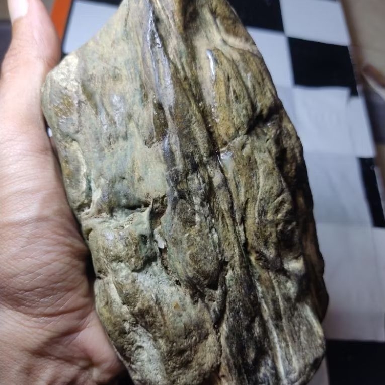 Bahan batu galih stigi laut original