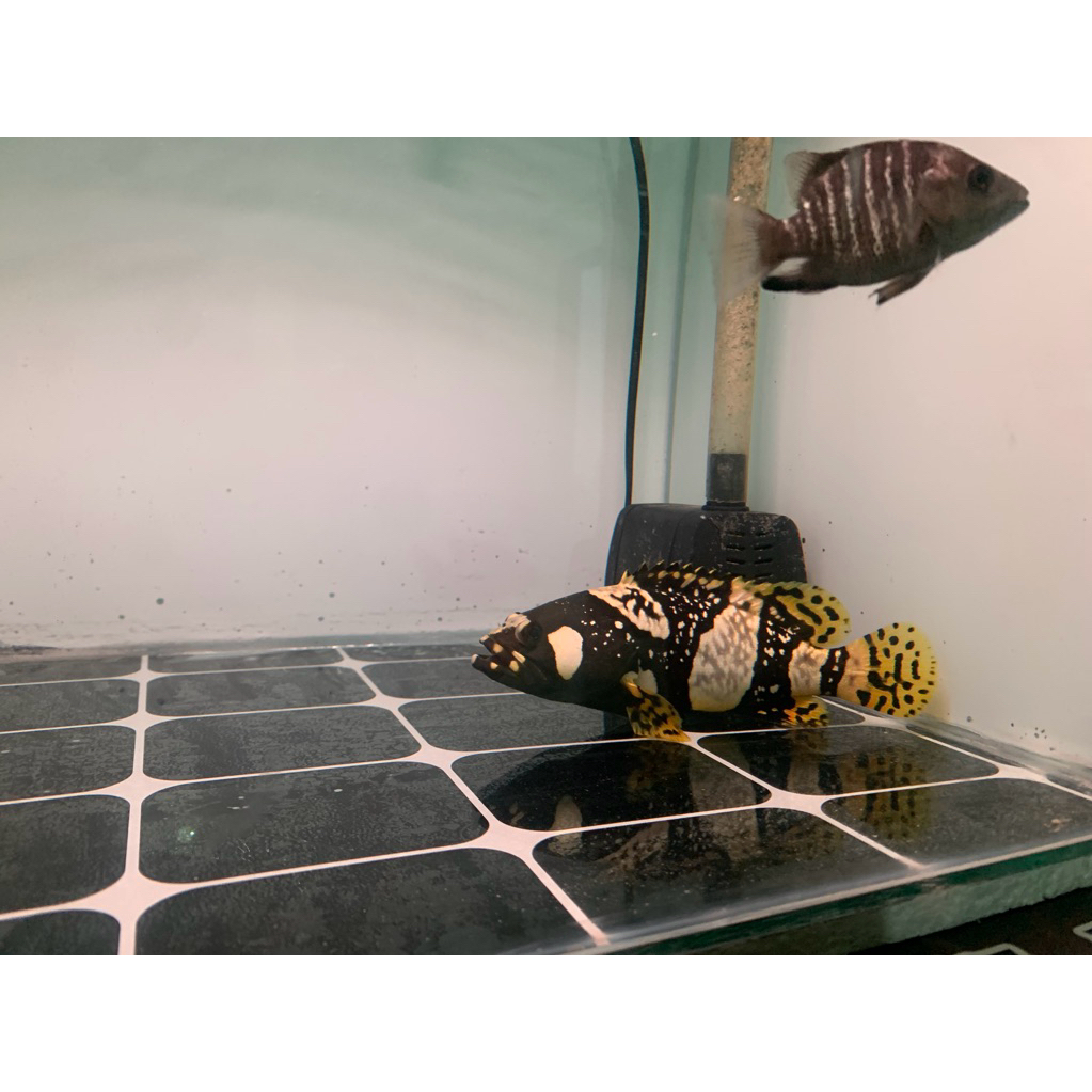 kerapu bumblebee tawar 18cm