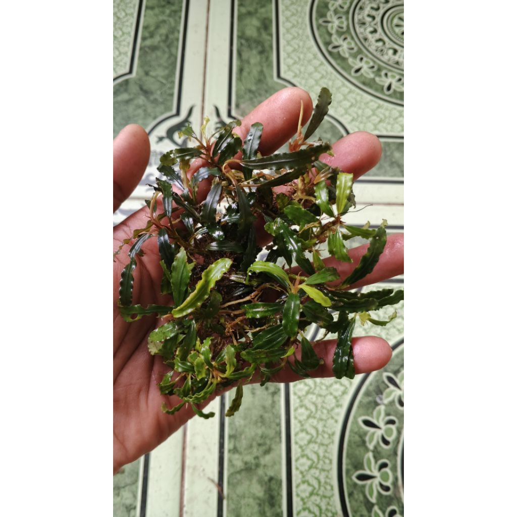 Buce_batangan_aquascape