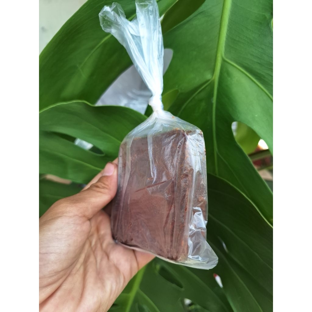 

Terasi Puger Asli 100% enak banget