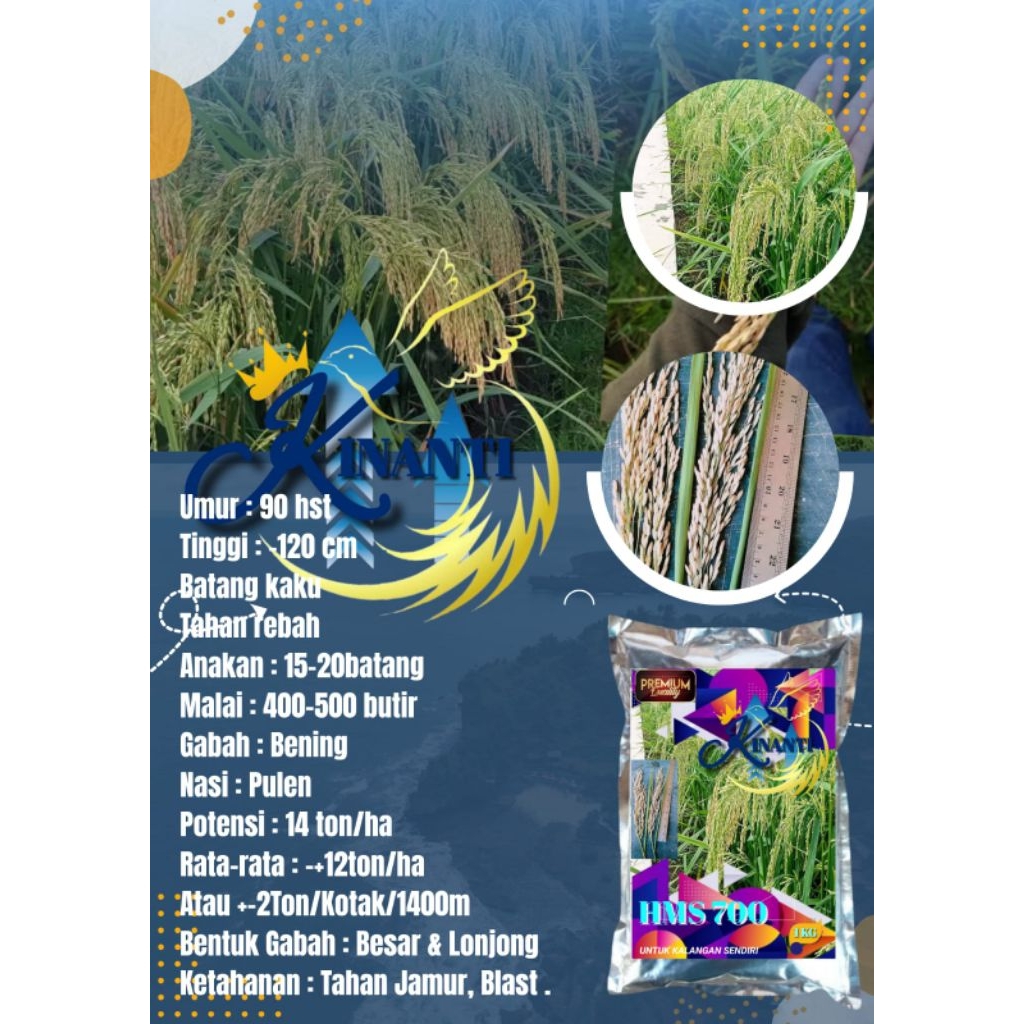 BENIH PADI HMS 700 Kemasan 1 KG