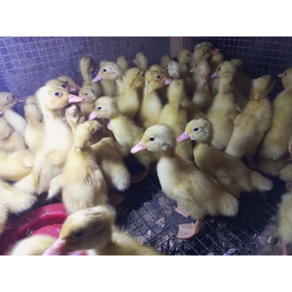 

Bebek Putih Leher Panjang - Bebek Peking - Peking Kecil - Anakan Peking