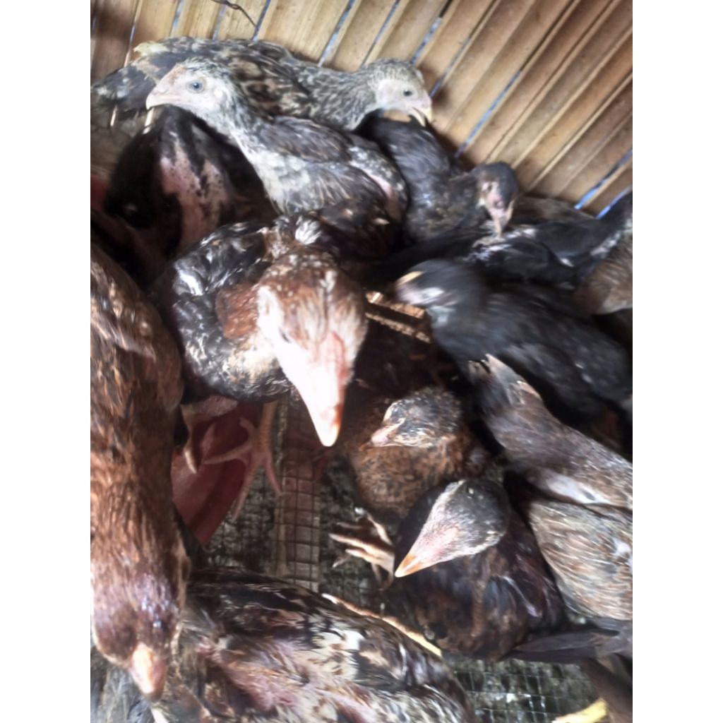 

Ayam Kampung Umbaran - Ayam Kampung Tanpa Lampu - Ayam Kampung