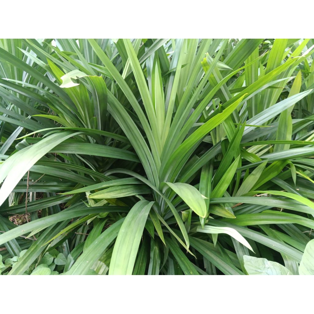 

Daun Pandan Segar Per ikat