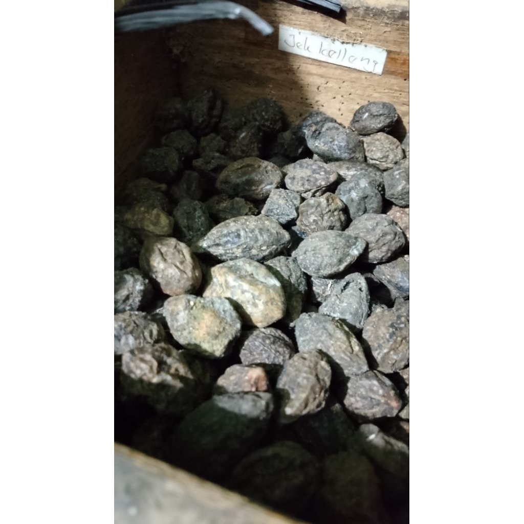 

MOJOKELING / JEKKELLENG / bahan herbal kering /100gr