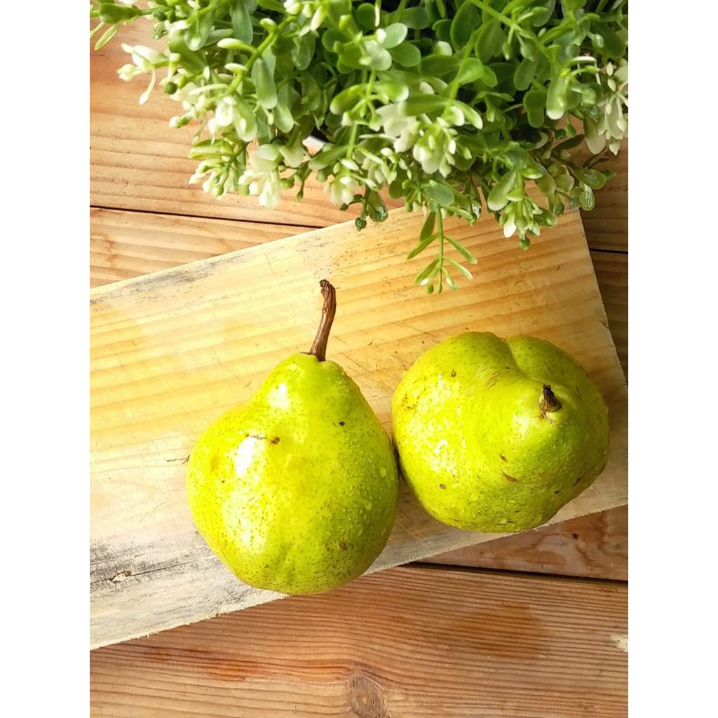 

pear pakam / pear jambu