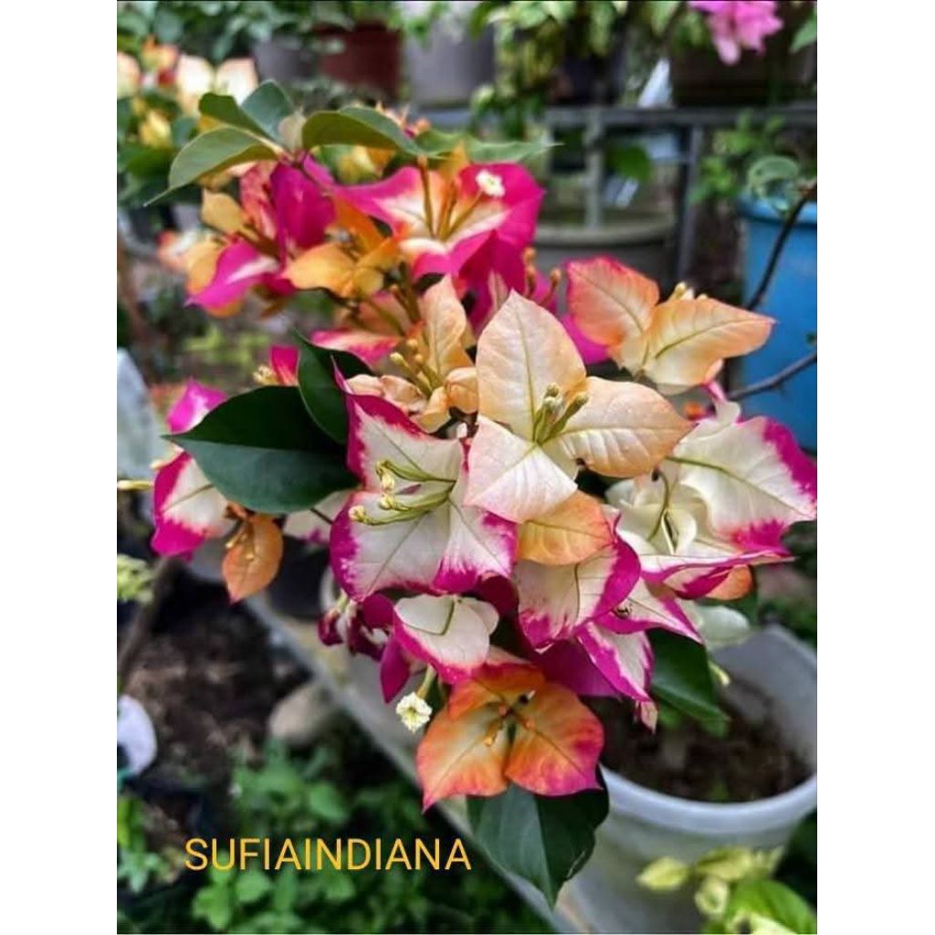 Bibit Bougenville import Sufia India