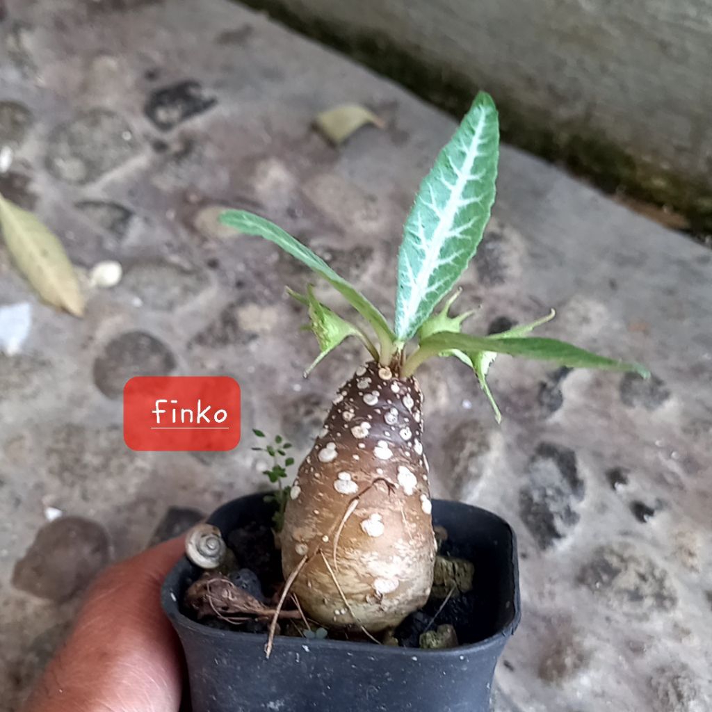 dorstenia lancifolia, seedling