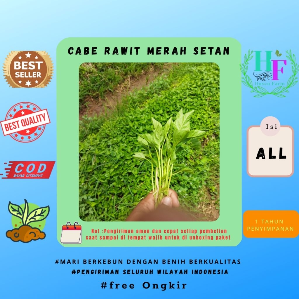 paket jumbo 100 pohon benih cabe rawit merah setan siap tanam