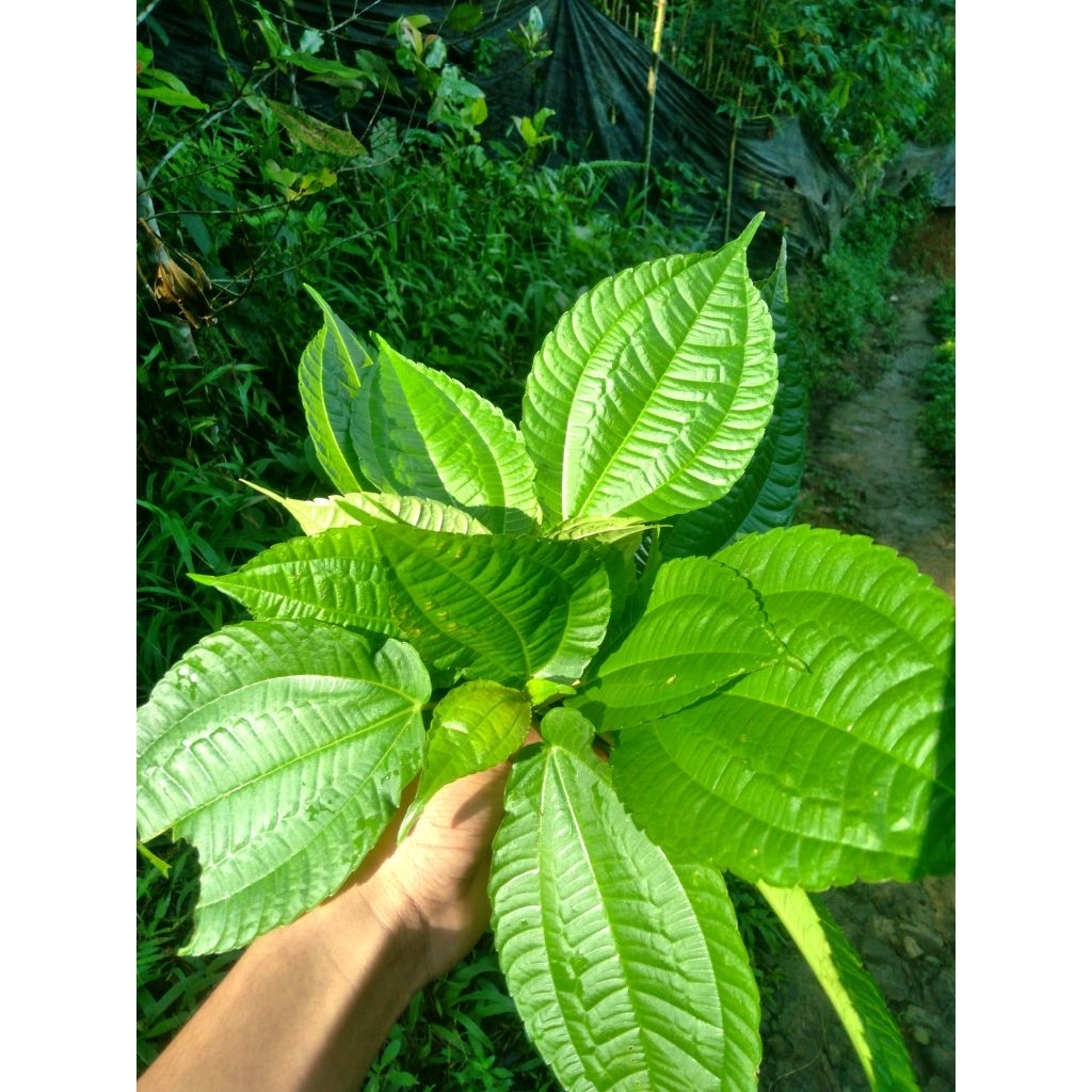 

Pohpohan lalapan segar 250 gram langsung dari kebun
