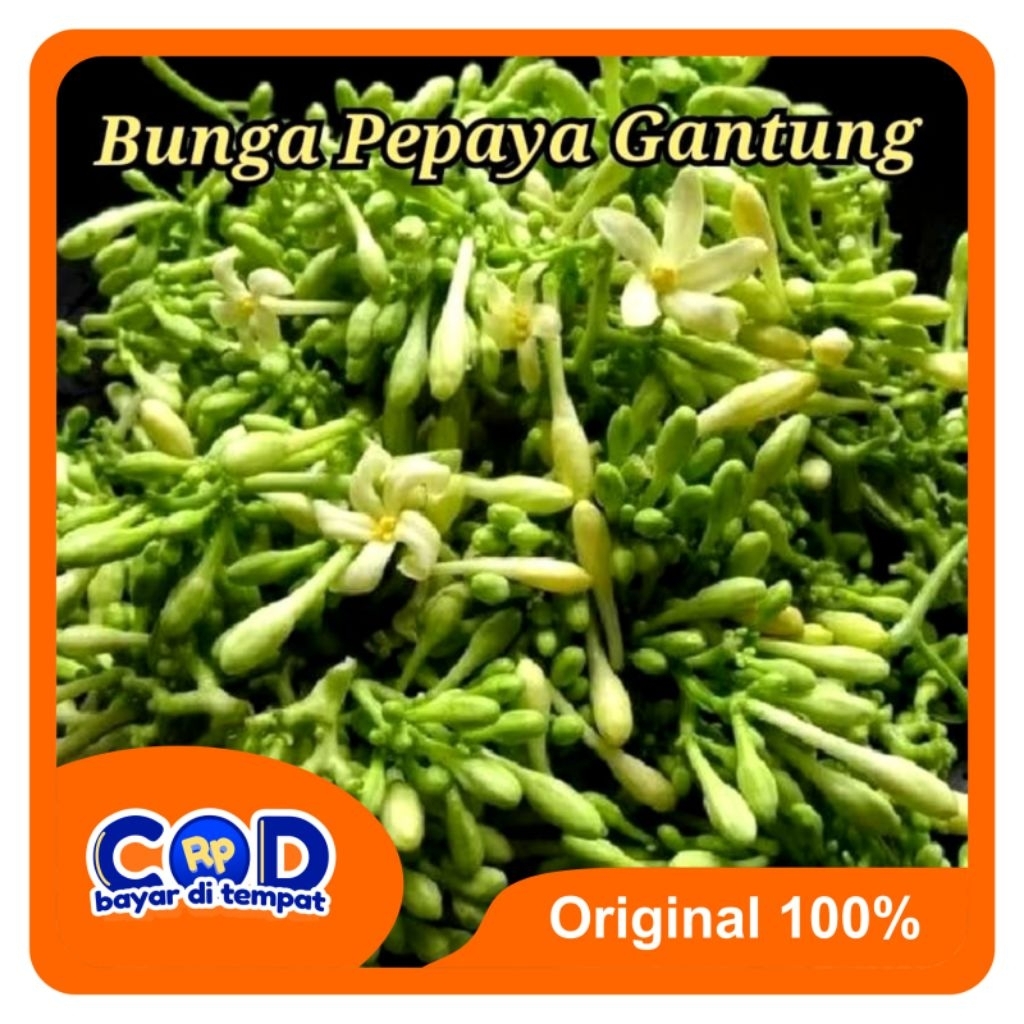 

[C O D] Bunga Pepaya Gantung Segar 100 Gram Untuk Masakan & Obat Tradisional