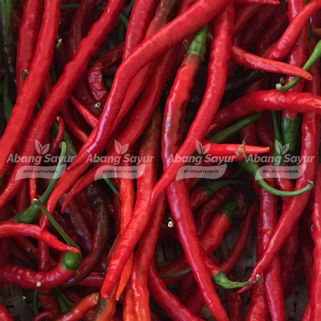 

Cabai keriting merah 250gr – Kirim Instant Bandung Sayur Segar (Fresh Harian)