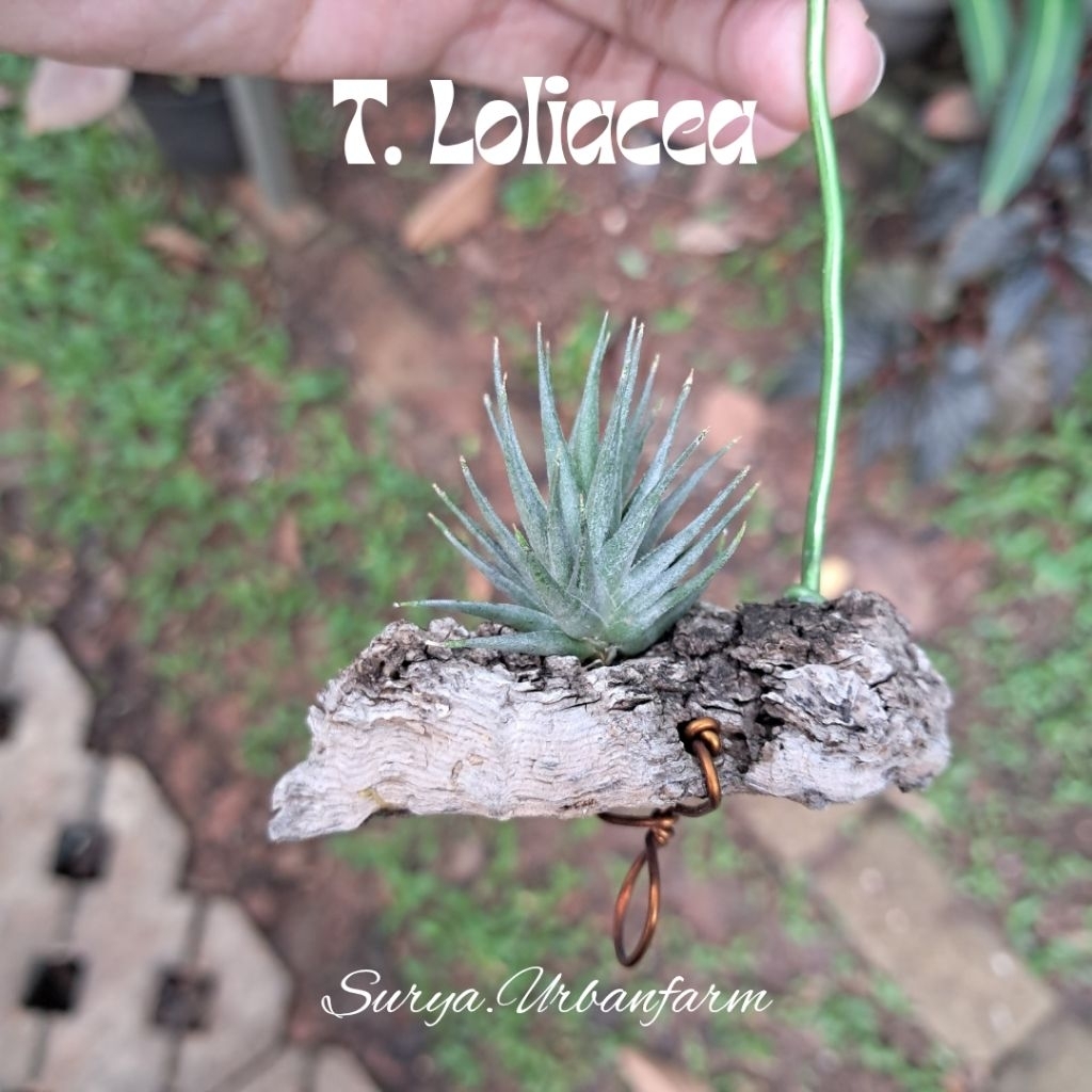Tillandsia tillandsia Loliacea tanaman udara airplant