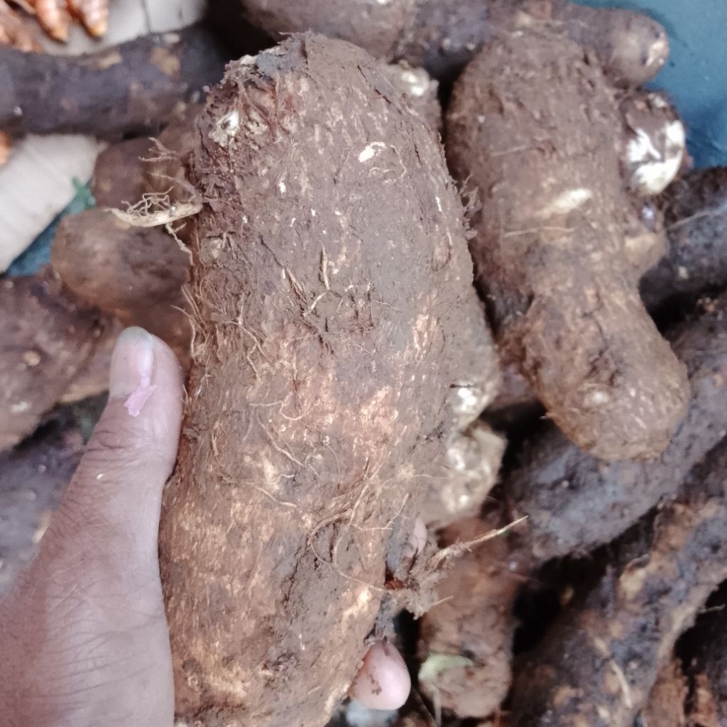 

umbi talas empuk 1kg