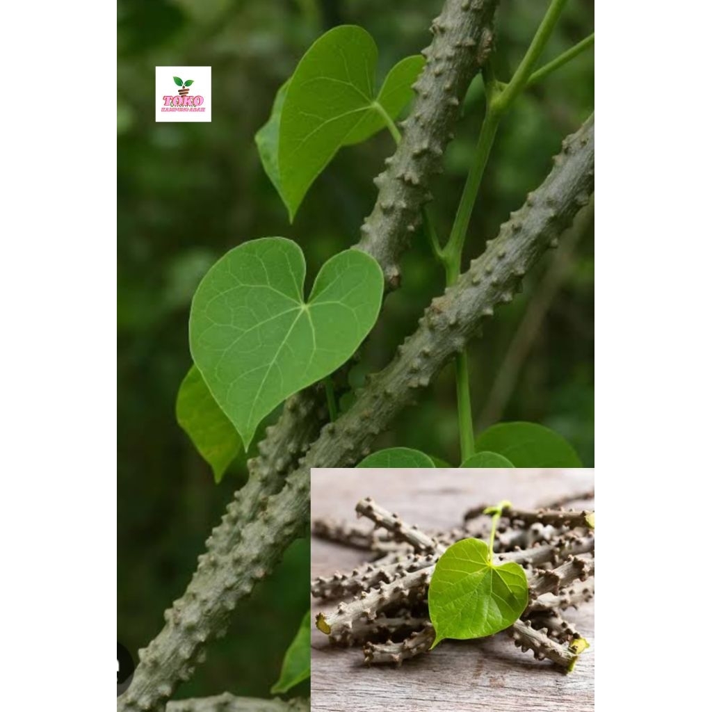 

Brotowali segar fresh