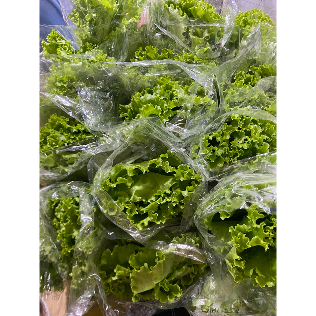 Selada hidroponik/kol ungu/brokoli/paprika merah/paprika hijau