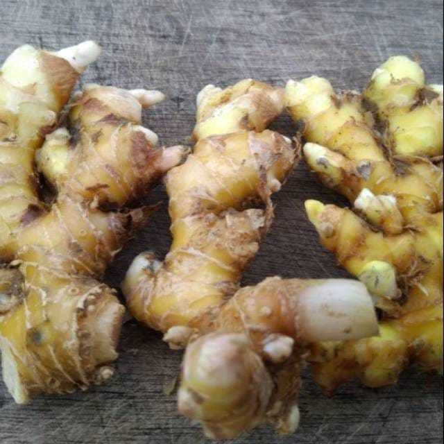 

SIDO HASIL - Lempuyang Segar Fresh 500 gr