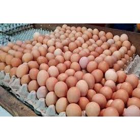 

Telur Ayam Negeri Curah -KG