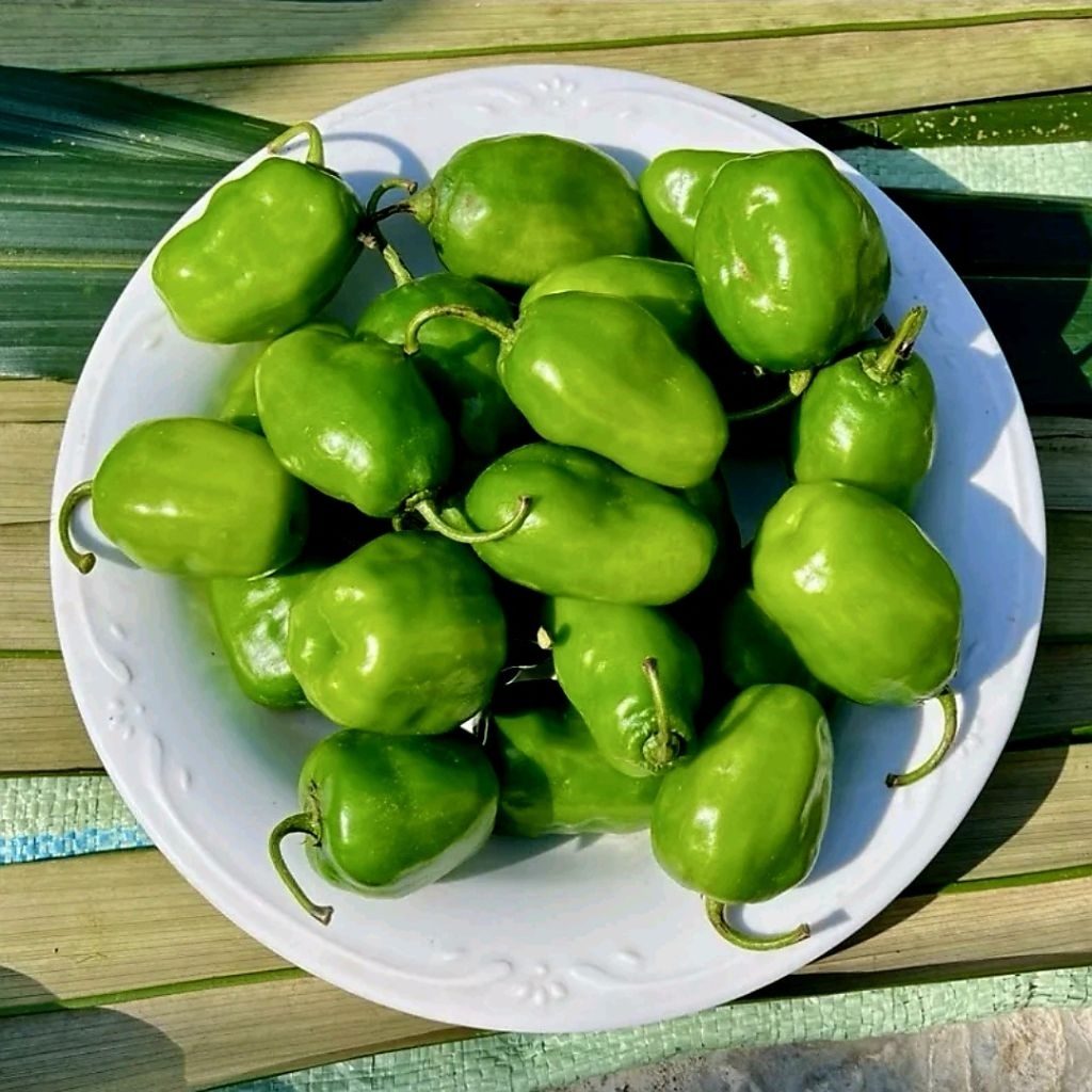 

Cabe Gendot segar fresh isi 1KG